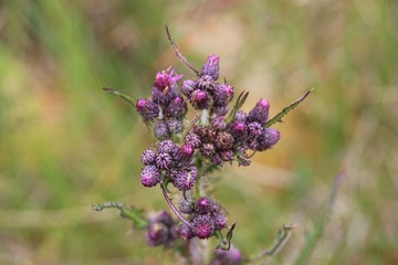 Paysage de Corrèze.