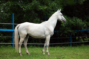  White polo pony in summer stud farm 