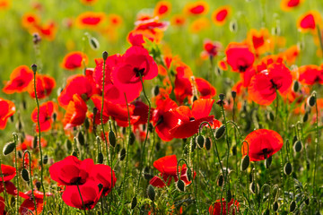 Fototapeta premium red poppy field