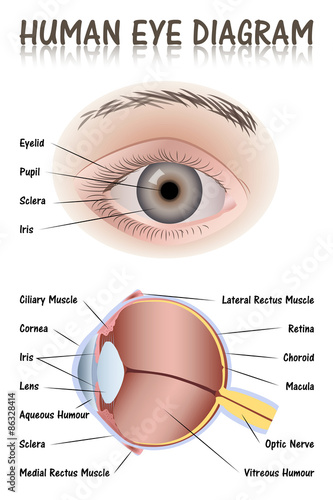 U0026quot Human Eye Diagram U0026quot Stock Image And Royalty