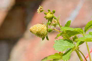 Strawberries ripening in sunshine