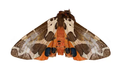 Photo sur Plexiglas Papillon  brown and orange butterfly on white