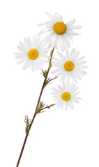 four isolated  chamomile blooms on stem