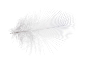 light gray small feather on white background