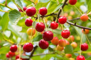 Ripe organic homegrown cherries, tree branch