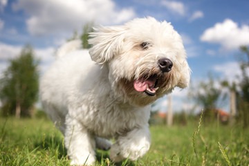 Coton de Tulear dog playing in garden