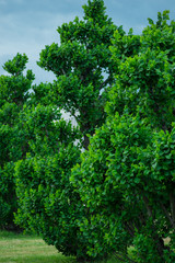 Huge dark green bush over the stormy clouds background
