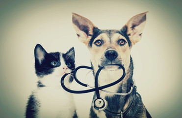 dog and a cat and a stethoscope