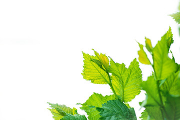 A bunch of fresh green leaves, isolated