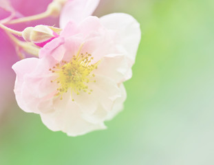 Obraz premium Beautiful rainbow roses on the tree