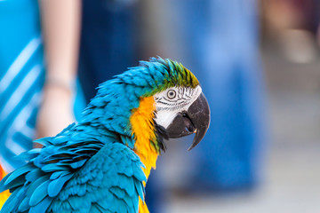 Portrait of a parrot