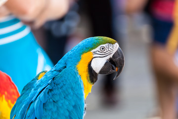Portrait of a parrot