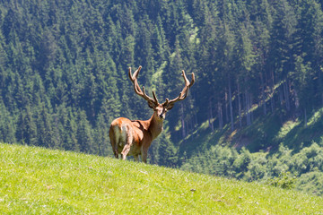 Mächtiger alter Hirsch
