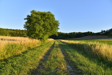 Fototapeta na wymiar Arbre isolé le long d'un chemin à travers les champs en fin de journée