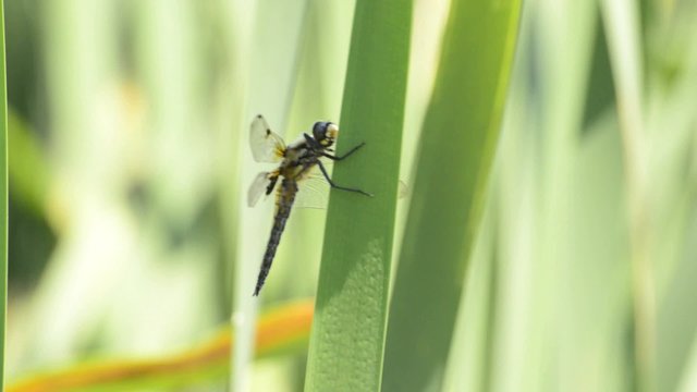 Vierfleck,Libellula quadrimaculata,sitzt auf Rohrkolbenblatt
