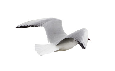 Obraz premium black-headed gull flying away