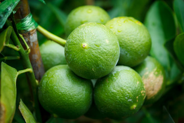 Lemon in the garden.