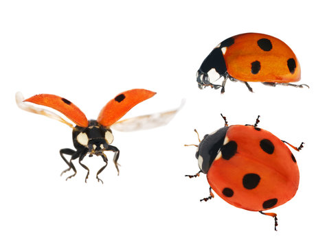 set of three ladybugs isolated on white