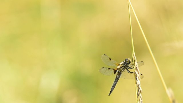 Vierfleck,Libellula quadrimaculata,sitzt auf Rohrkolbenblatt
