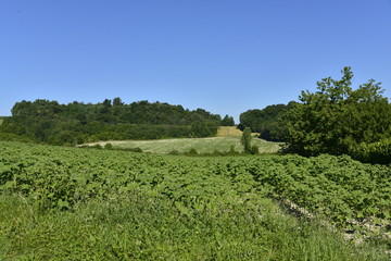 Fototapeta na wymiar La nature au Périgord Vert à Champagne-et-Fontaine