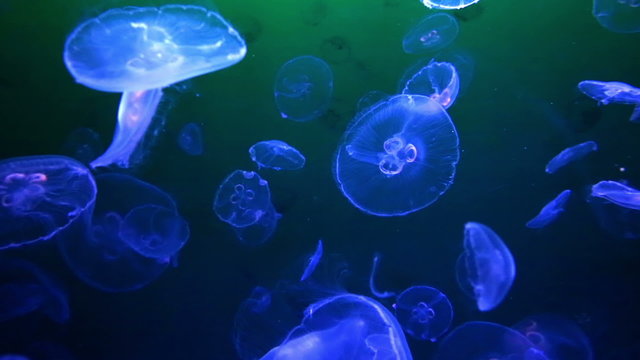 Swarm of moon jellyfish (Aurelia aurita) swimming underwater