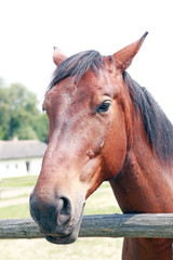 Obraz premium Лошадь в конюшне