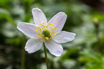 Anemones