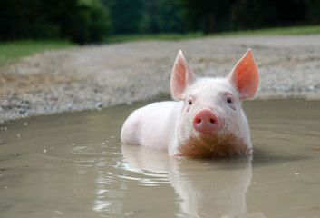 Sauwarm - Ferkel kühlt sich  beim Baden im Wasser ab