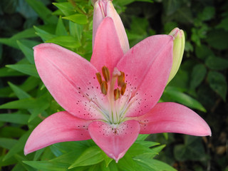 rosa Lilie (Lilium)
