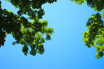background of green foliage and blue sky