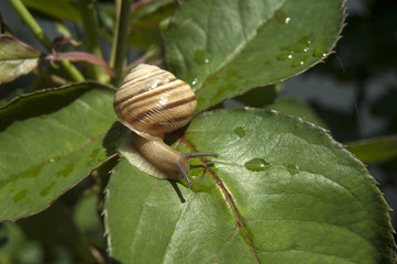 Snail