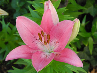 Fototapeta na wymiar rosa Lilie (Lilium) mit frischen gruen Blaettern im Hintergrund