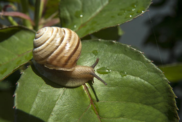 Snail