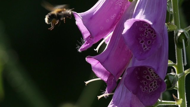 Slow motion of a bumblebee landing on fox glove