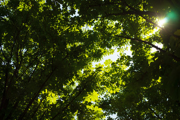 The sun's rays shine through the trees