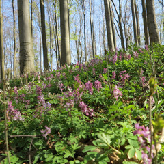 Lerchenspornblüte im Kalletal