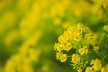 Obraz premium Zypressen-Wolfsmilch (Euphorbia cyparissias)