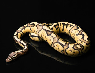 Female Ball Python. Firefly Morph or Mutation