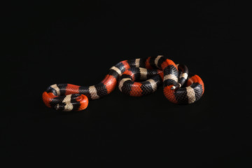 Naklejka premium Pueblan milk snake 