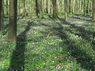 Lerchenspornblüte im Kalletal