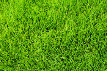 Greem grass background