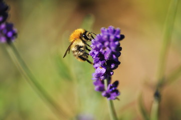 lavender