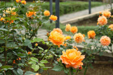 オレンジ色に咲き誇る万葉という品種の薔薇
