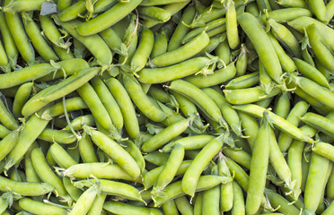  fresh green peas in pods harvested