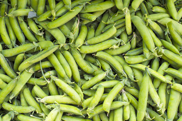 fresh green peas in pods harvested