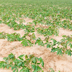 Cassava
