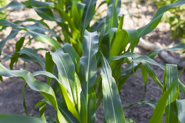  green leaves corn  field