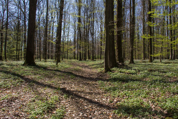 Fototapeta premium Anemone nemorosa in forest / A lot of spring white flowers