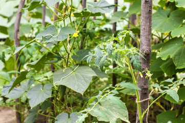 Growing of cucumbers in a greenhouse