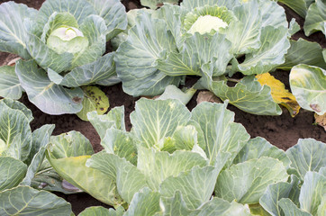 Green cabbage on the ground